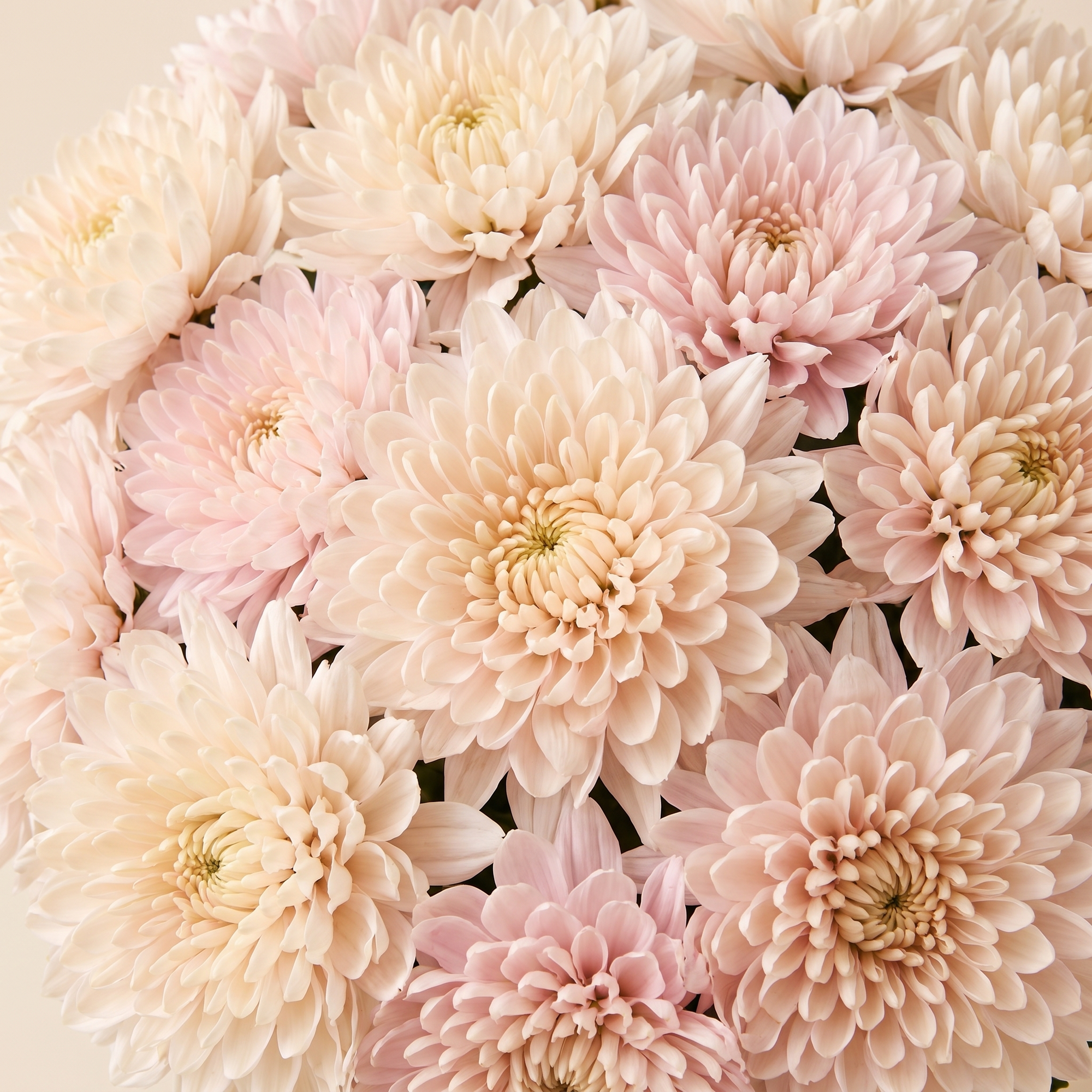 Chrysanthemums