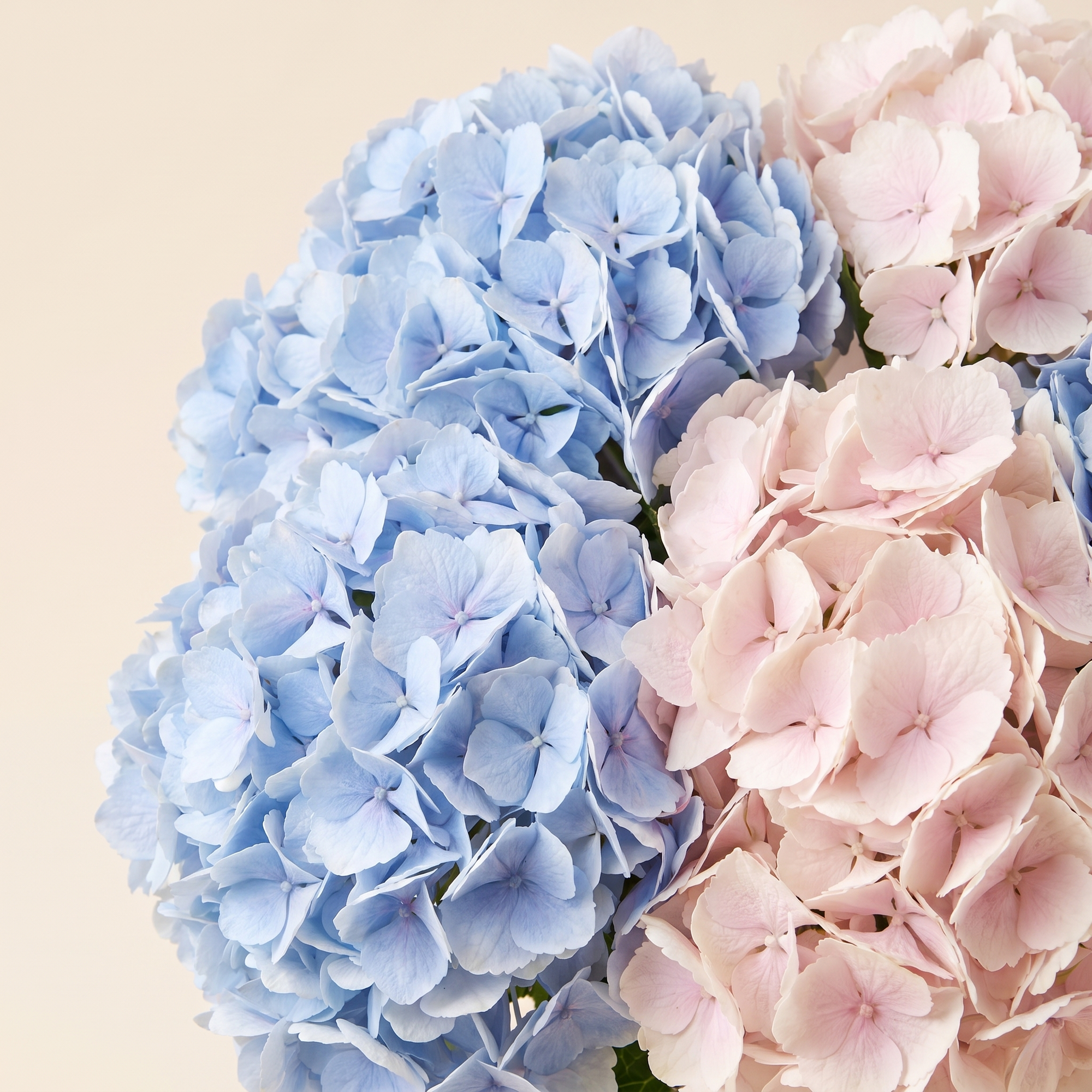 Hydrangeas
