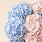 The Aurelia detail